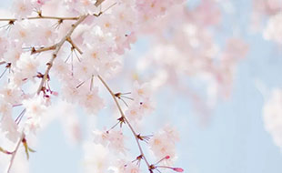 藏在二十四節(jié)氣里的食與味 - 立春之花會(huì)來(lái)